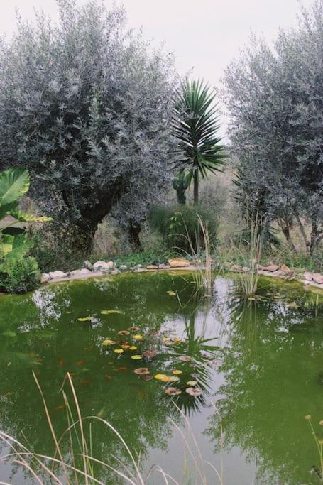 Casa Oliva - Casa Do Lago Porto de Mós Eksteriør bilde